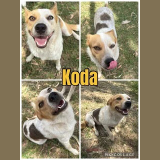 Photo of Koda