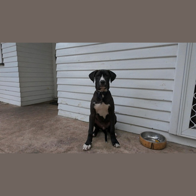Photo of Nero   3 Month Old Great Dane X (Trial)