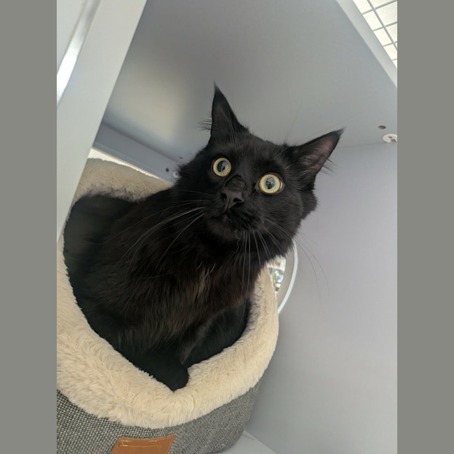 Photo of Toothless