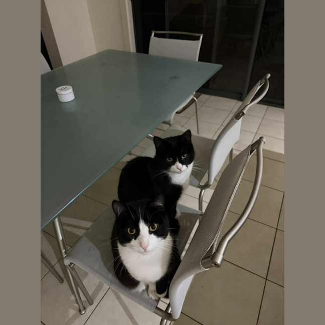 Photo of Pishi & Maloos