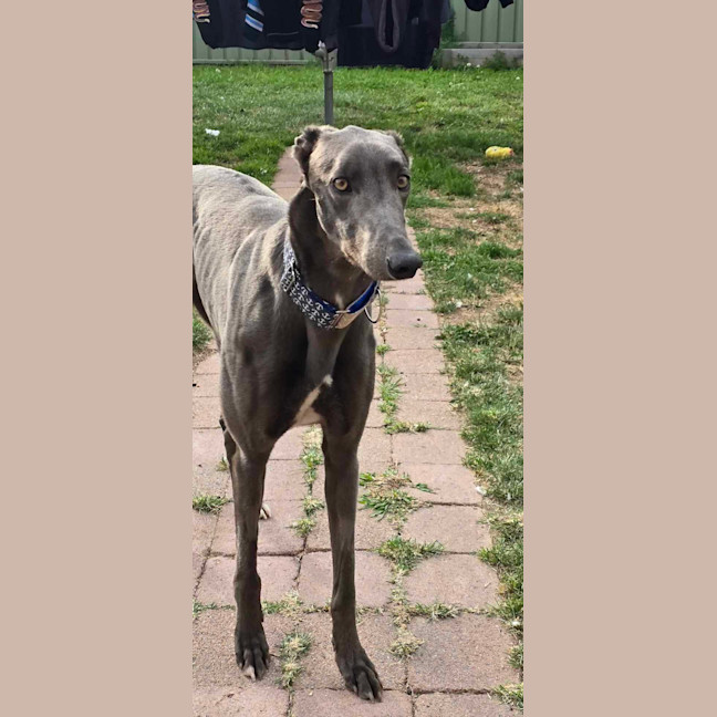 Photo of Hansel, The Blue Greyhound