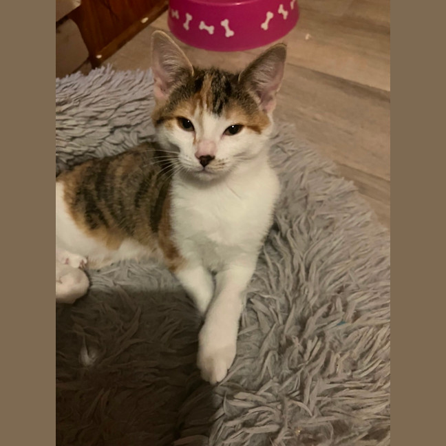 Photo of Amelia
