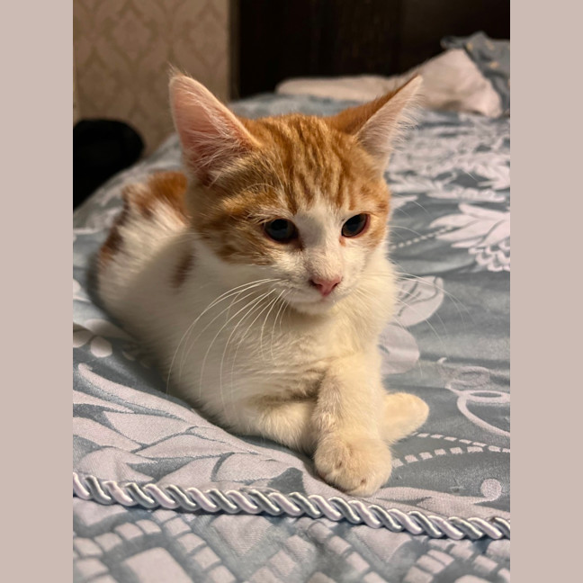 Photo of Nugget