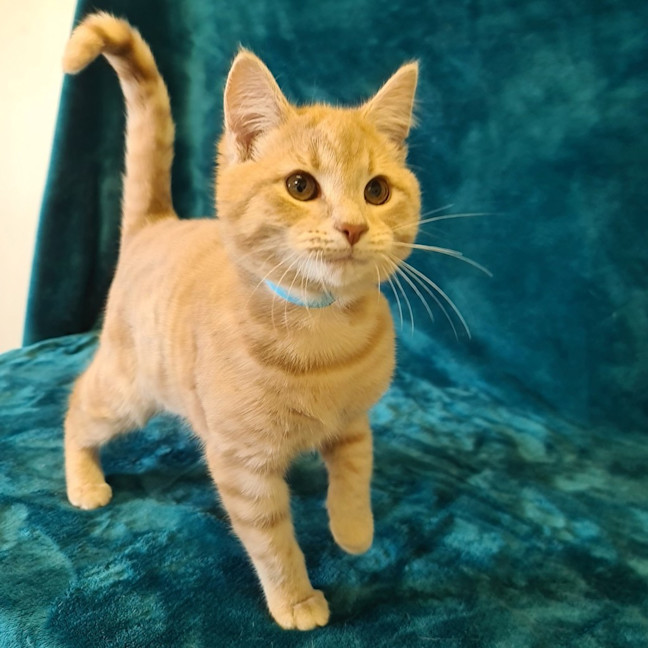 Photo of Dennis