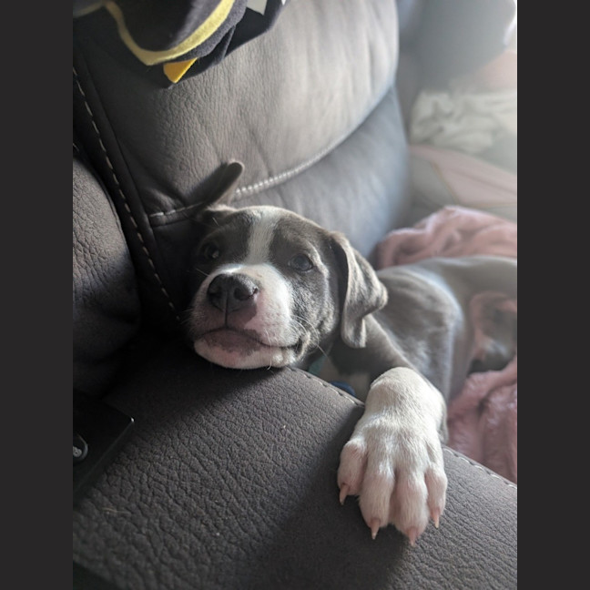 Photo of Pancake 