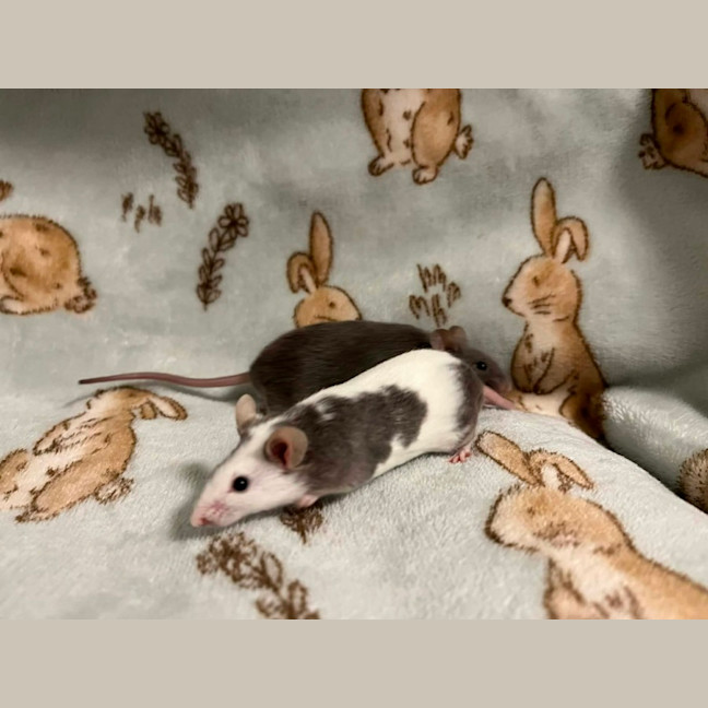 Photo of Hank & Joel