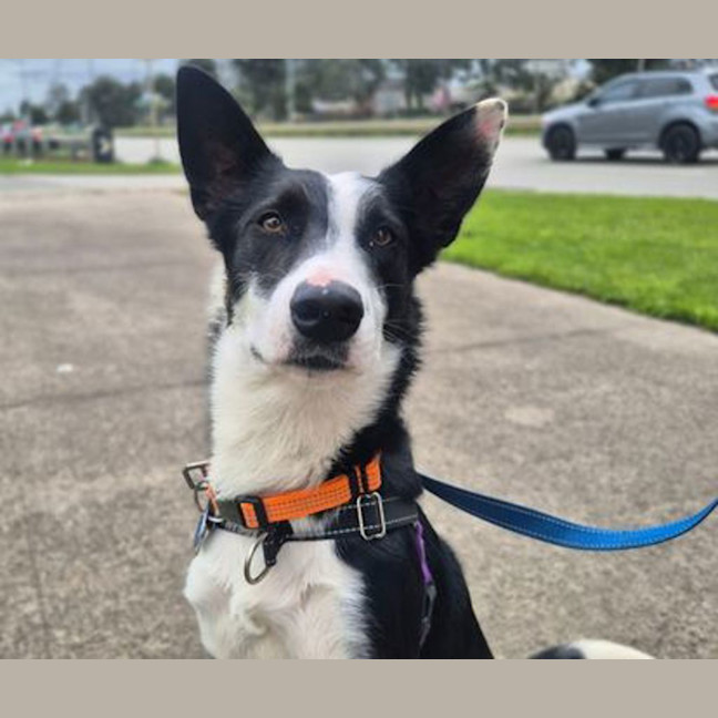 Photo of Otis