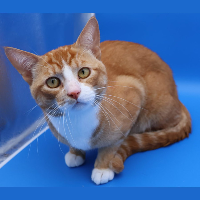 Photo of Pumpkin   Now Available Pet Quarters Glendale