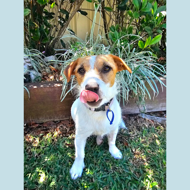Photo of Lovie  11 Month Old Jack Russell Terrier