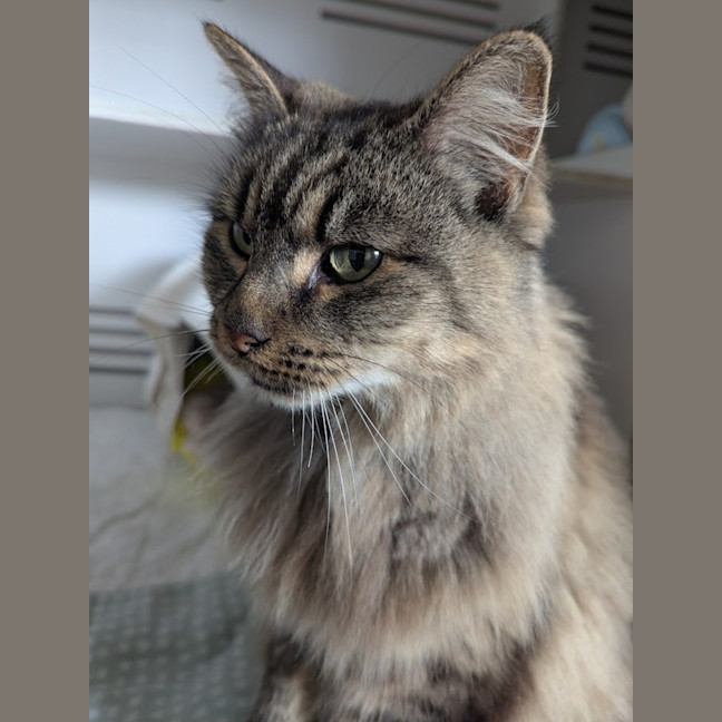 Photo of Fluffy