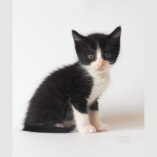 Photo of Pepper Jack