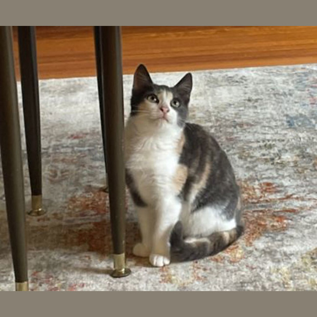 Photo of Clementine