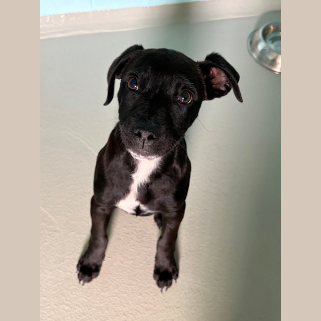 Photo of Dash