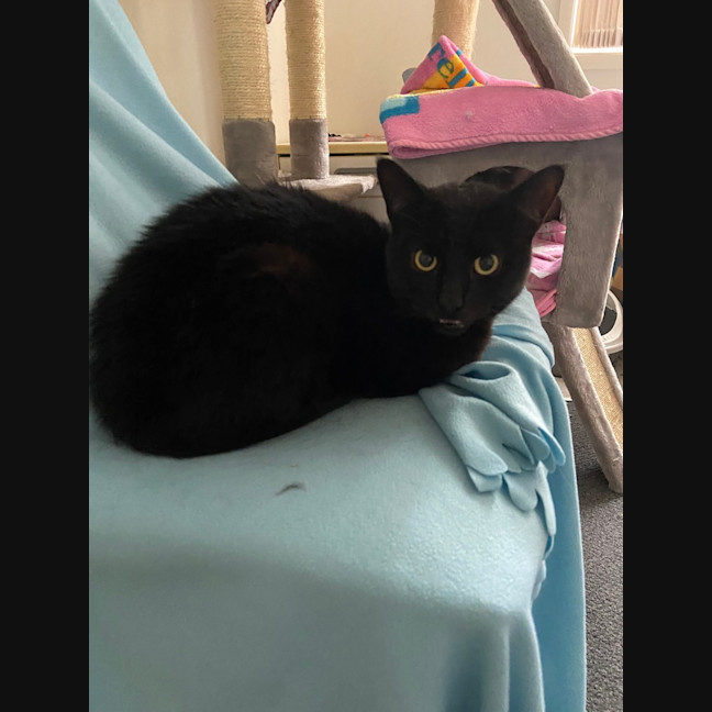 Photo of Salem