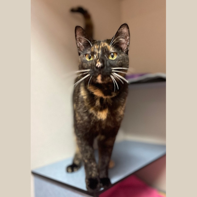 Photo of Mocha