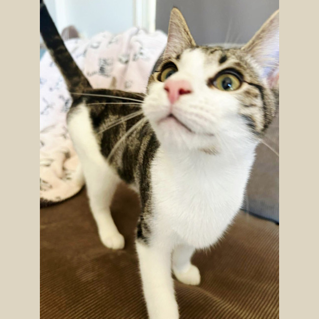 Photo of Tink