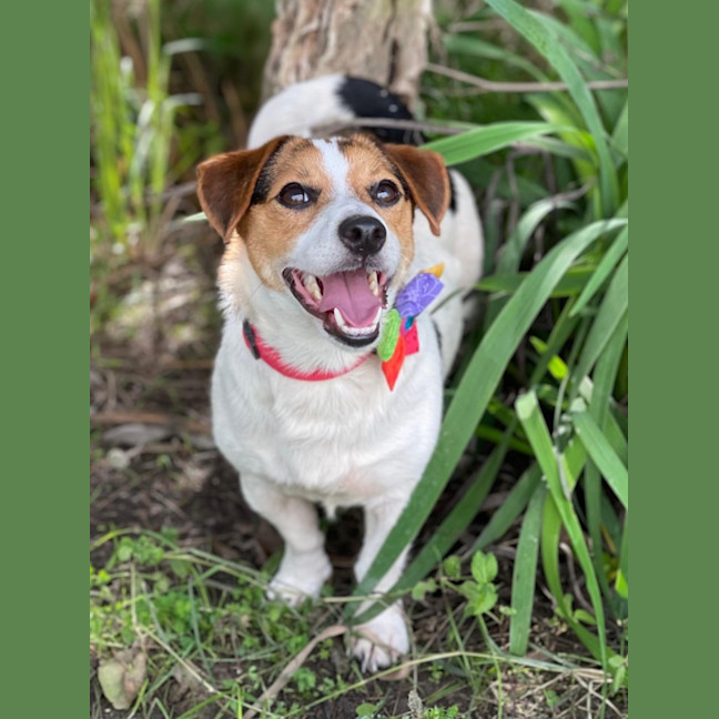 Photo of Scrappy