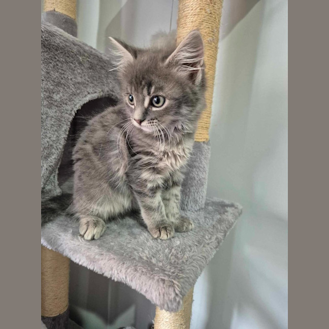Photo of Misty