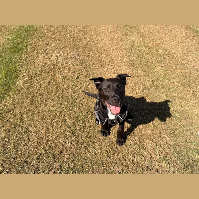 Photo of Bindi