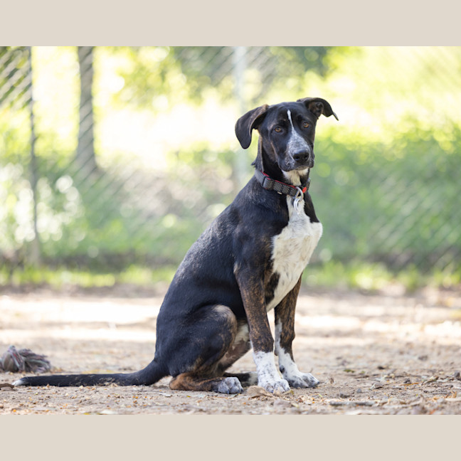Photo of Jet