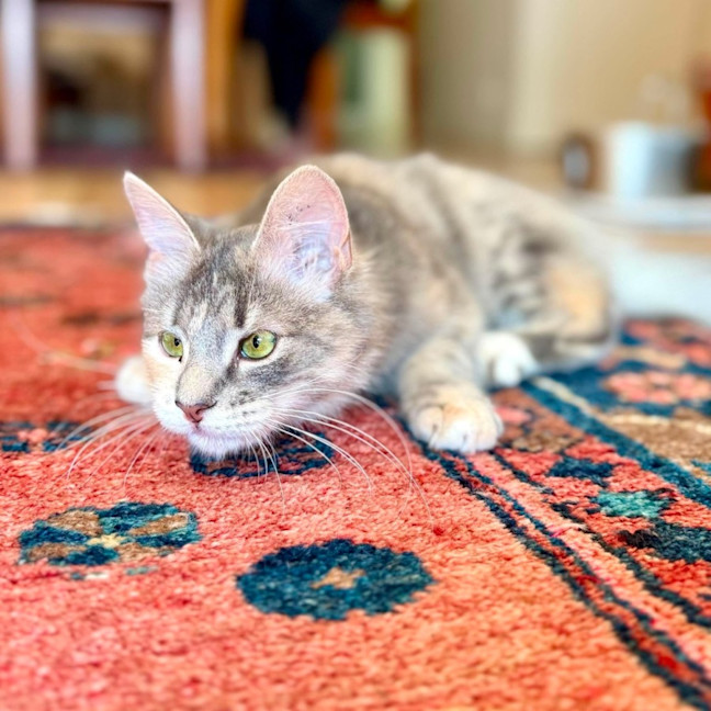 Photo of Dimity   In Foster Caer In Brunswick East