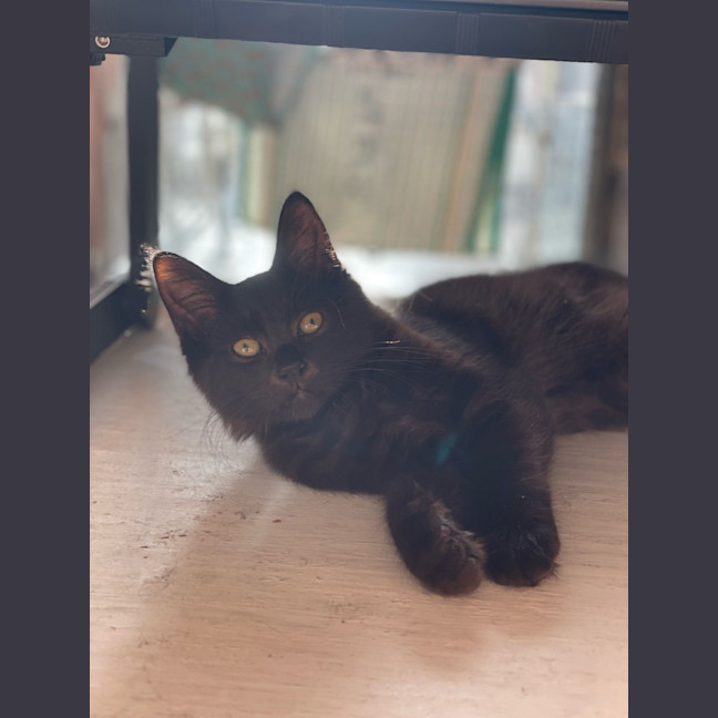 Photo of Shadow