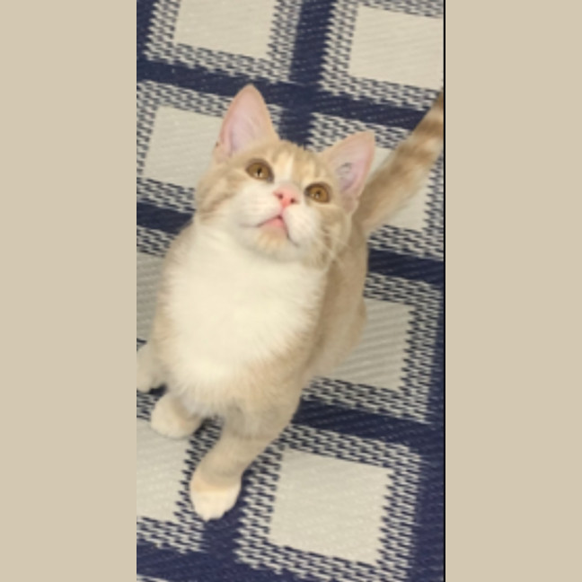 Photo of Creamy Alfredo