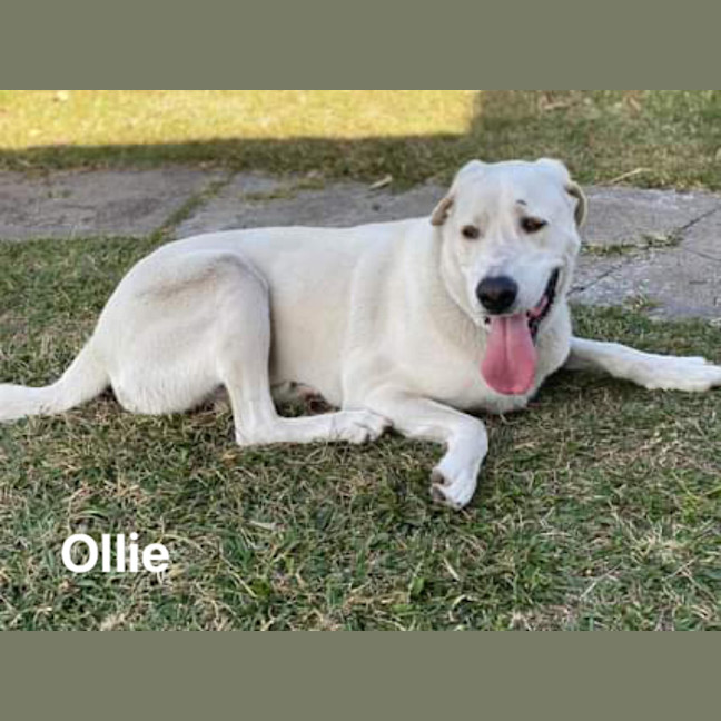 Photo of Ollie