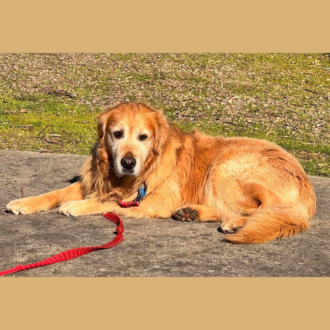 Photo of Sammy / Rosie