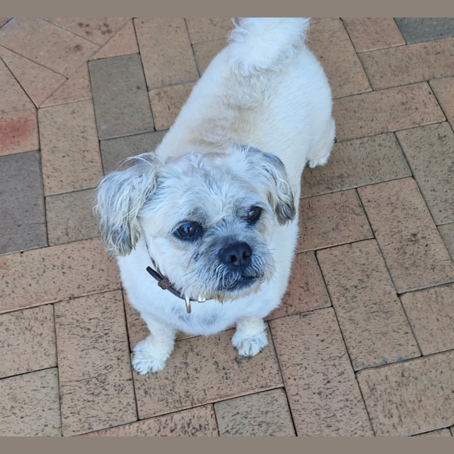 Photo of Ollie