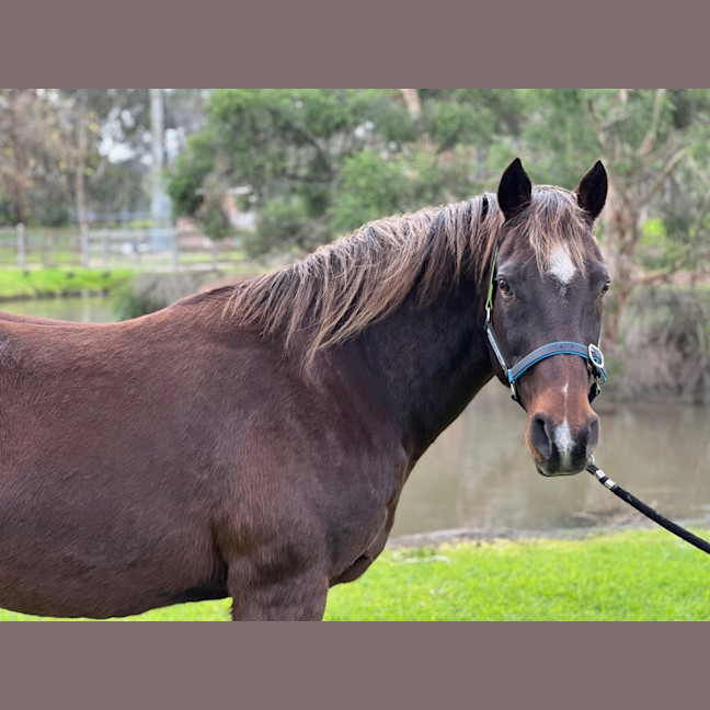 Photo of Harvey