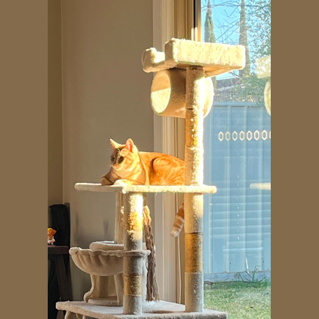 Photo of Woody 