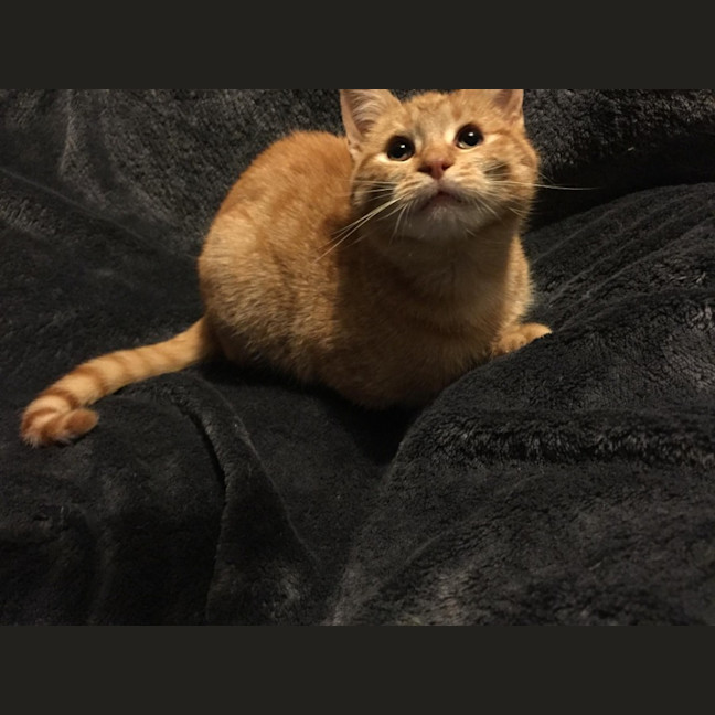 Photo of Pumpkin