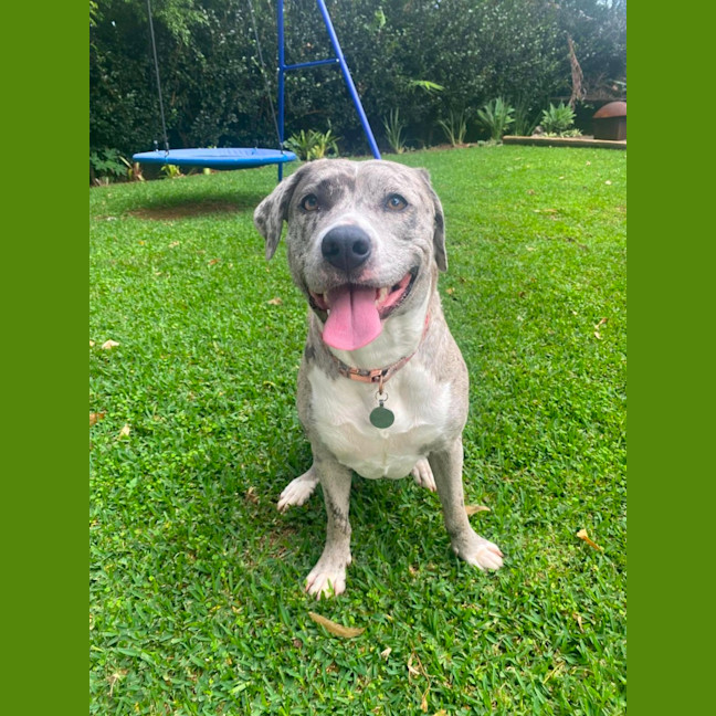 Photo of Winnie *$350 Adoption Fee*