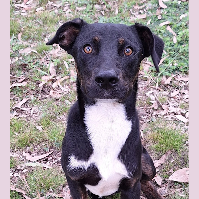 Photo of Juno