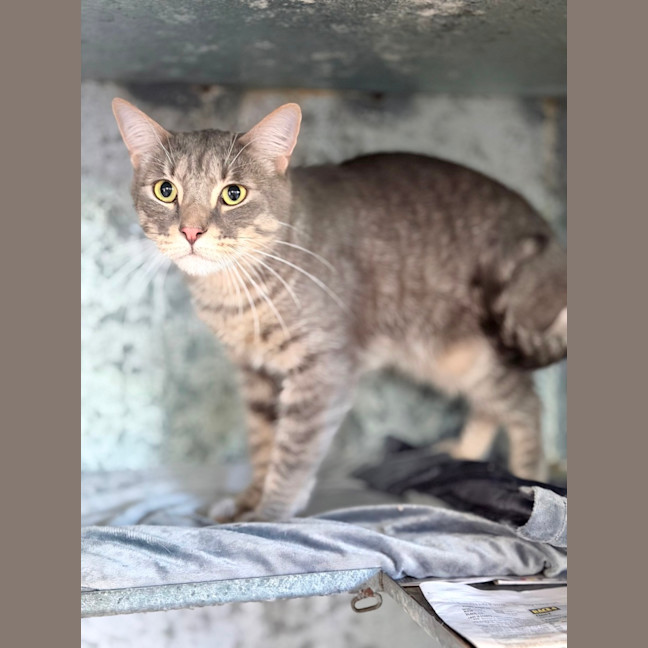 Photo of Meow