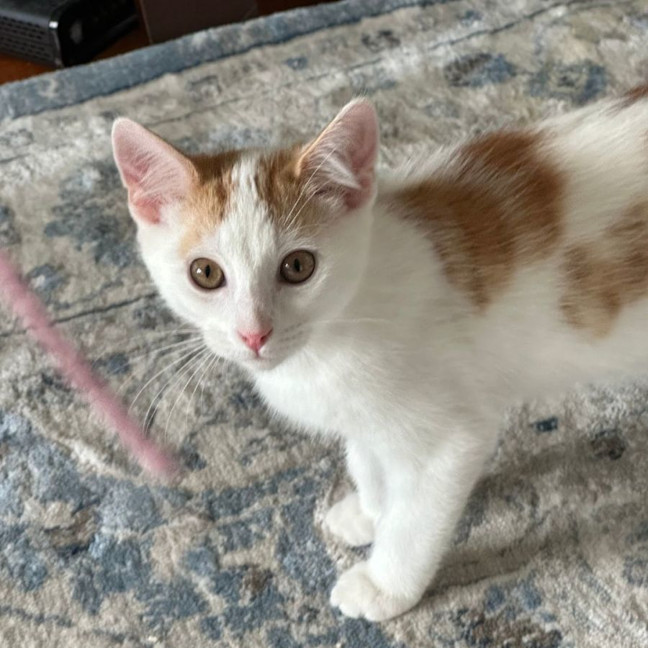 Photo of Arnie Purrito