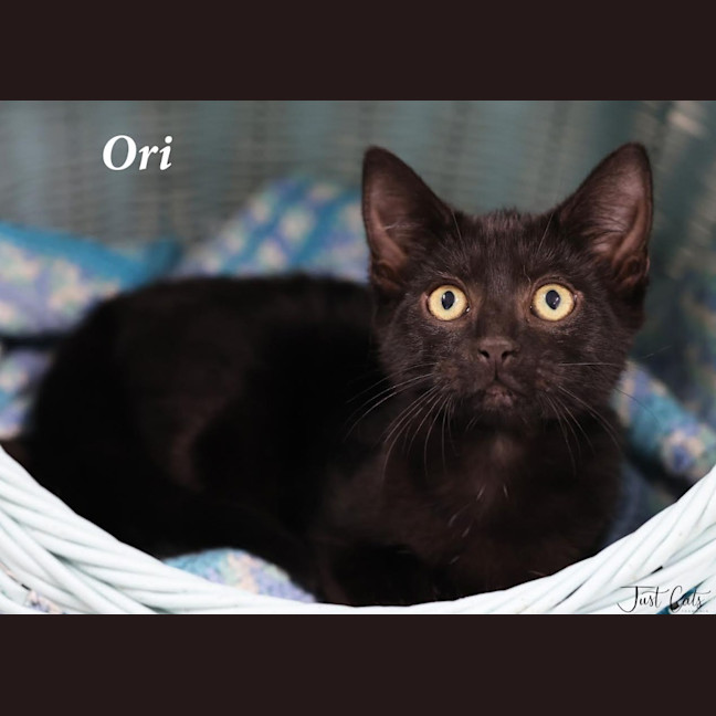 Photo of Ori