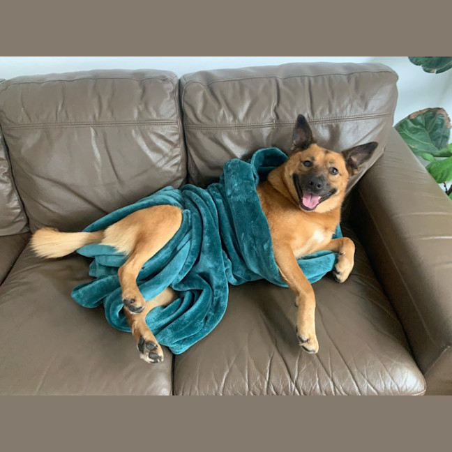 Photo of Ginger   5 Year Old Cattle Dog X