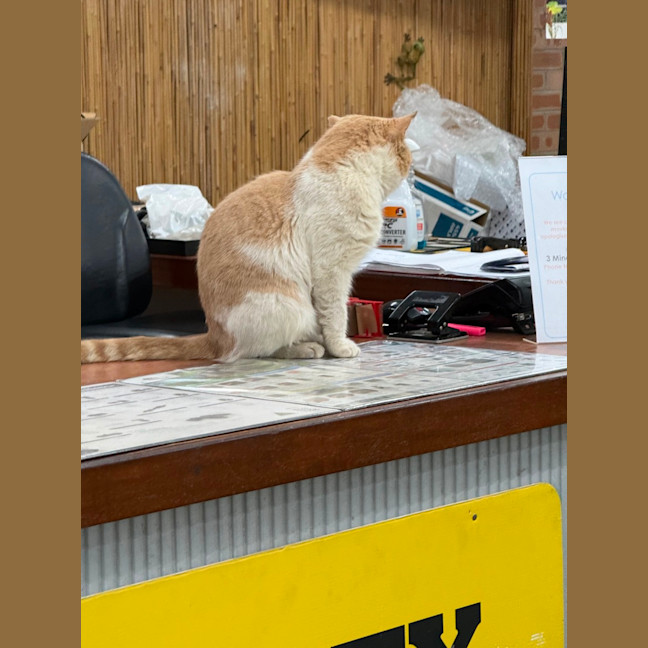 Photo of Buddy