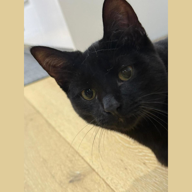 Photo of Domino 