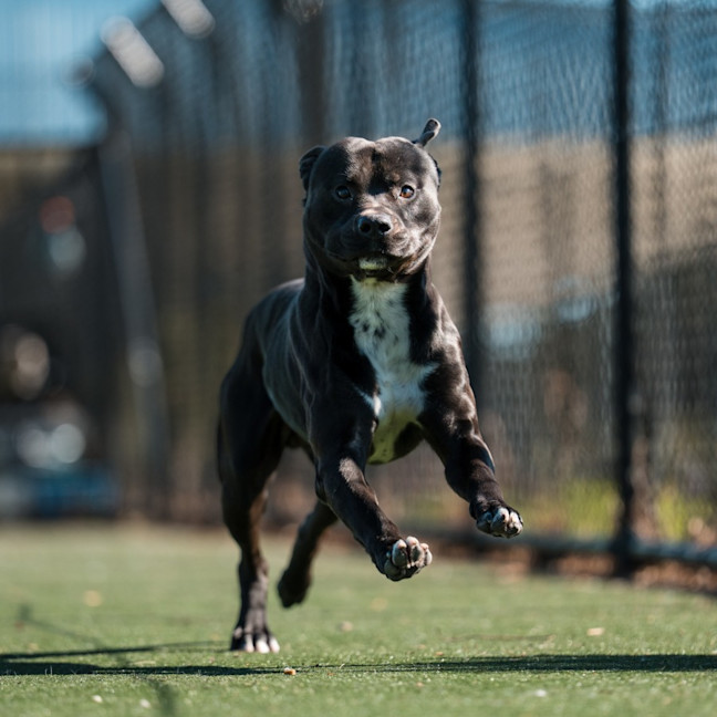 Photo of Zeus Imp 660