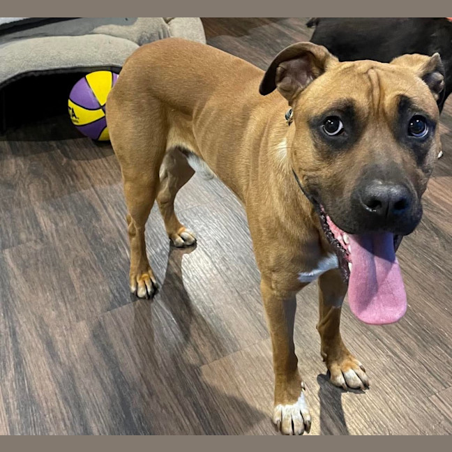 Photo of Apollo