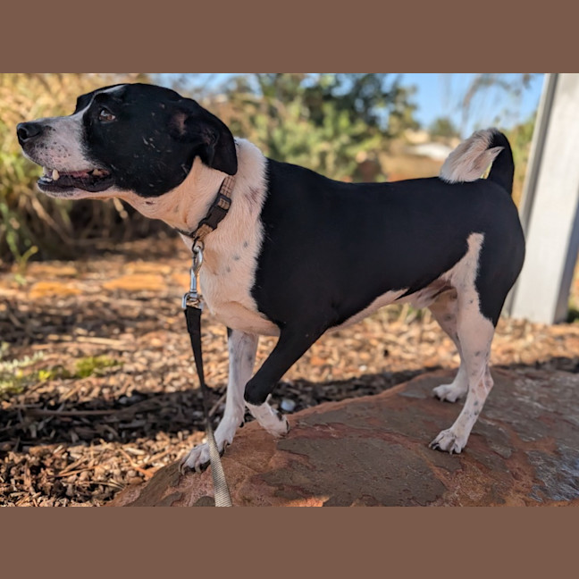 Photo of Gidgy (Buster)