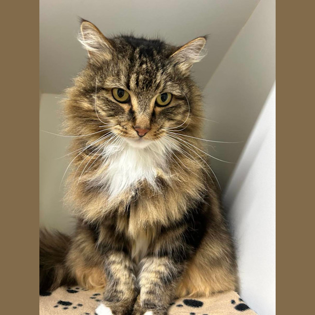 Photo of 💥 Simon 5510 💥