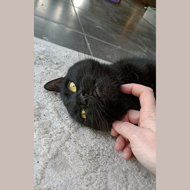 Photo of Winston   13 Year Old Domestic Short Hair