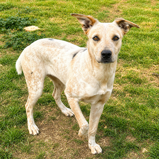 Photo of Scrumpy
