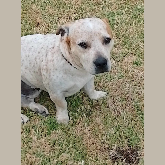 Photo of Biscuit / Oreo