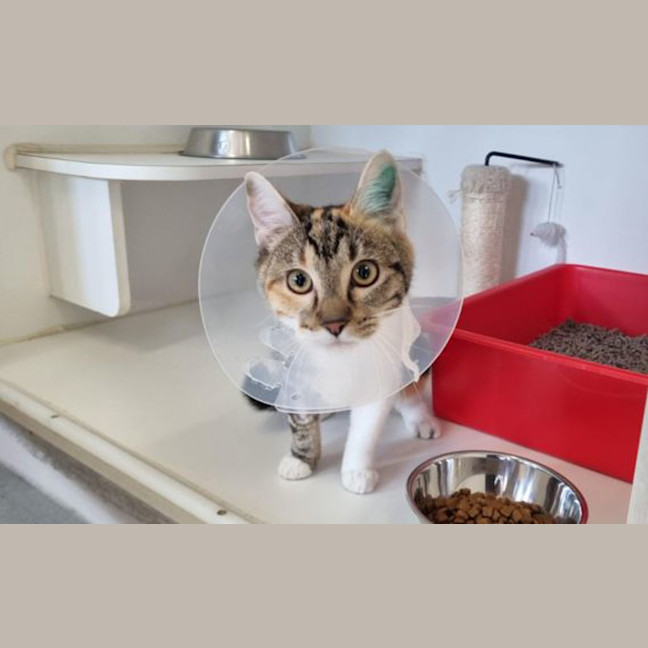 Photo of Mochi