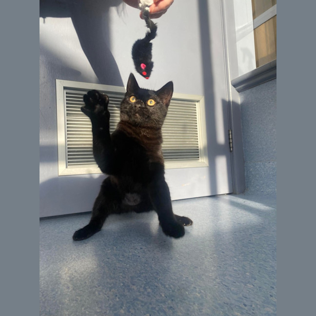 Photo of Sabrina   Located In Kew